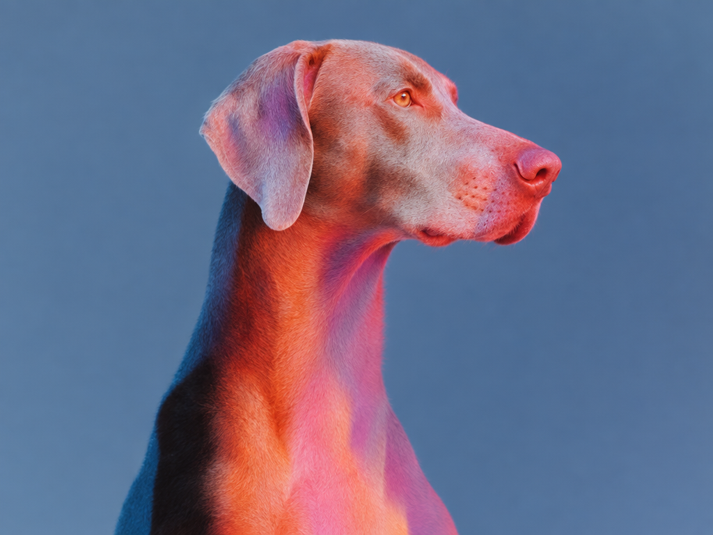 Dog portrait in red and blue light