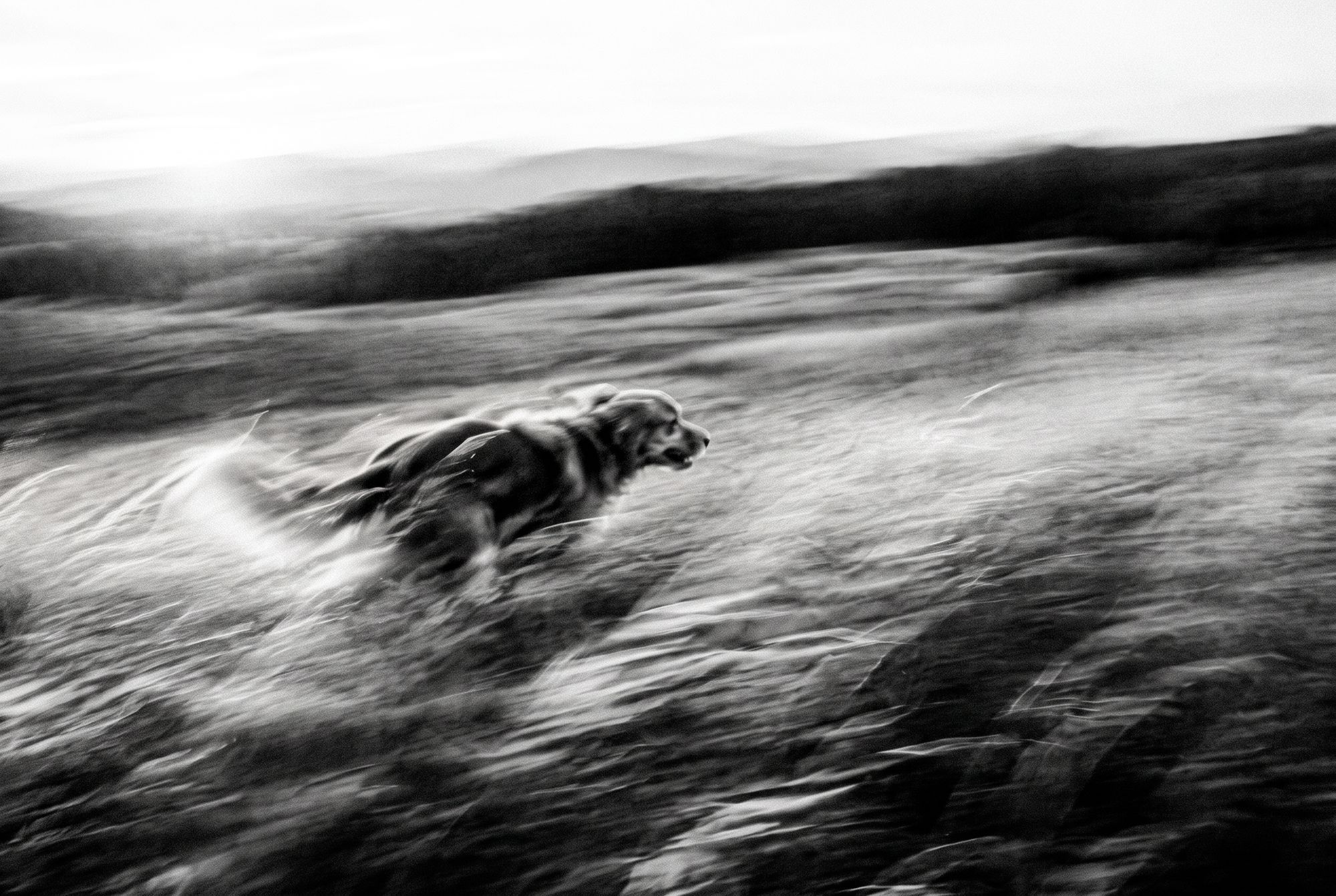 A dog running, captured in a long-exposure black and white photograph
