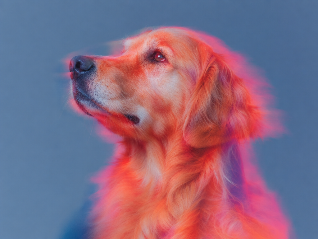 Golden retriever in red and blue scientific light